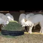 حريات جذيعات دفيع