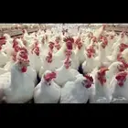 دجاج امهات مجمد