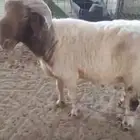 خروف نعيمي