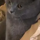 قط سكوتش فولد للبيع على السوم