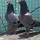 للبيع زوج تيدي شينا بيور