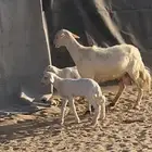 متبع صفرا حلسا