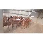 تيوس بلدي تربيه دهم