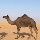 عشرا