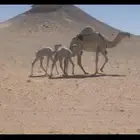عشرا