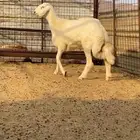 طلي ذبيحه