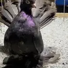 (( انثى كرنقو دن ))