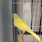 كناري سوري ذكر