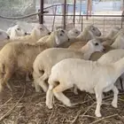 طليان ذبايح