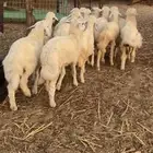 طليان ورخال