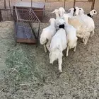 بهم