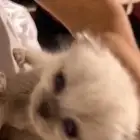 قطه رضيعه كيوت