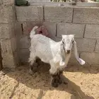 تيس للبيع