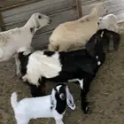 عنز رغوث صاف مع بنتها