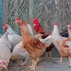 دجاج لهمان فحول
