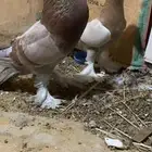 حمام