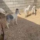 تيس وجفرتين