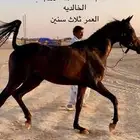 مهرة كميت حمراء (( تم البيع ))