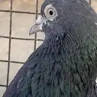 حمام باكستاني تيدي سخي