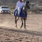 خيل شعبي
