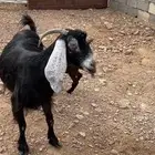 عنز حبشيه تحتها جفرة مزيونه(( تم البيع))