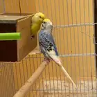 زوج بادجي للبيع العمر 3سنوات منتج بأذن الله