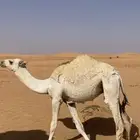للبيع قعود الموقع شقراء