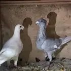 حمام