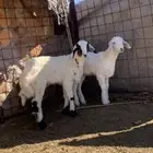 خروفين حري ونعيمي فل شحم