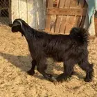 جفره عارضيه