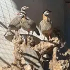 للبيع قهابا