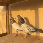 حمام باكستاني طبات