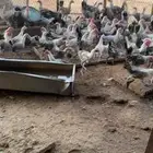 دجاج فيومي