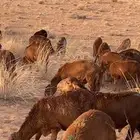 للبيع غنم سواكن مرابي محصنه جميع التحصينات تفريد وجمله