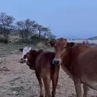 بقر دهم رعوية منوة القاني