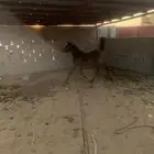 مهره شيخه