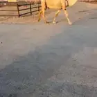 لقحه ملاقي كفو