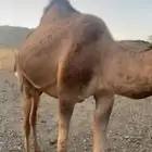 بكراء حمراء كفو ملاقي