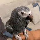 ببغاء كاسكو غيني اليف