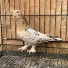 حمام ايراني