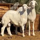 نعجة تحتها خروف صنف الصنف ( تم البيييع )