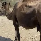 ناقه للبيع