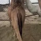 قعود مفرود