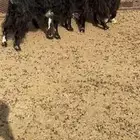 معزا للبيع