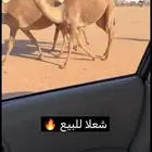 شعلا كفو