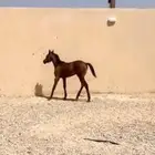 مهر واهو
