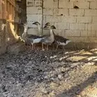 وز عراقي