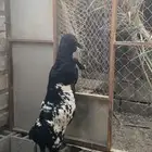 الاحساء بني معن
