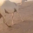 مفروده وضحى انتاج ابوها على باتلي ابو عجاريد مشاكل