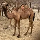 حشو ثنين للبيع